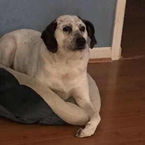 Fundraising Page: Julie Mazzio